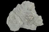 Crinoid (Platycrinites) Fossil - Crawfordsville, Indiana #125922-1